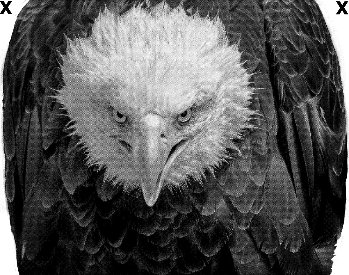 Angry north American bald eagle High Detail HD Airbrush Stencil HD