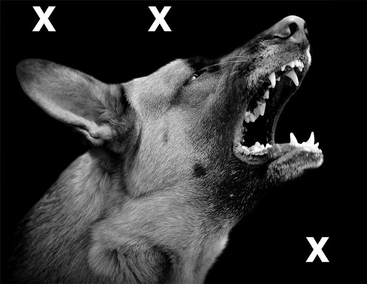 Angry dog on dark background -  HD Airbrush Stencil High Detail Airbrush stencils