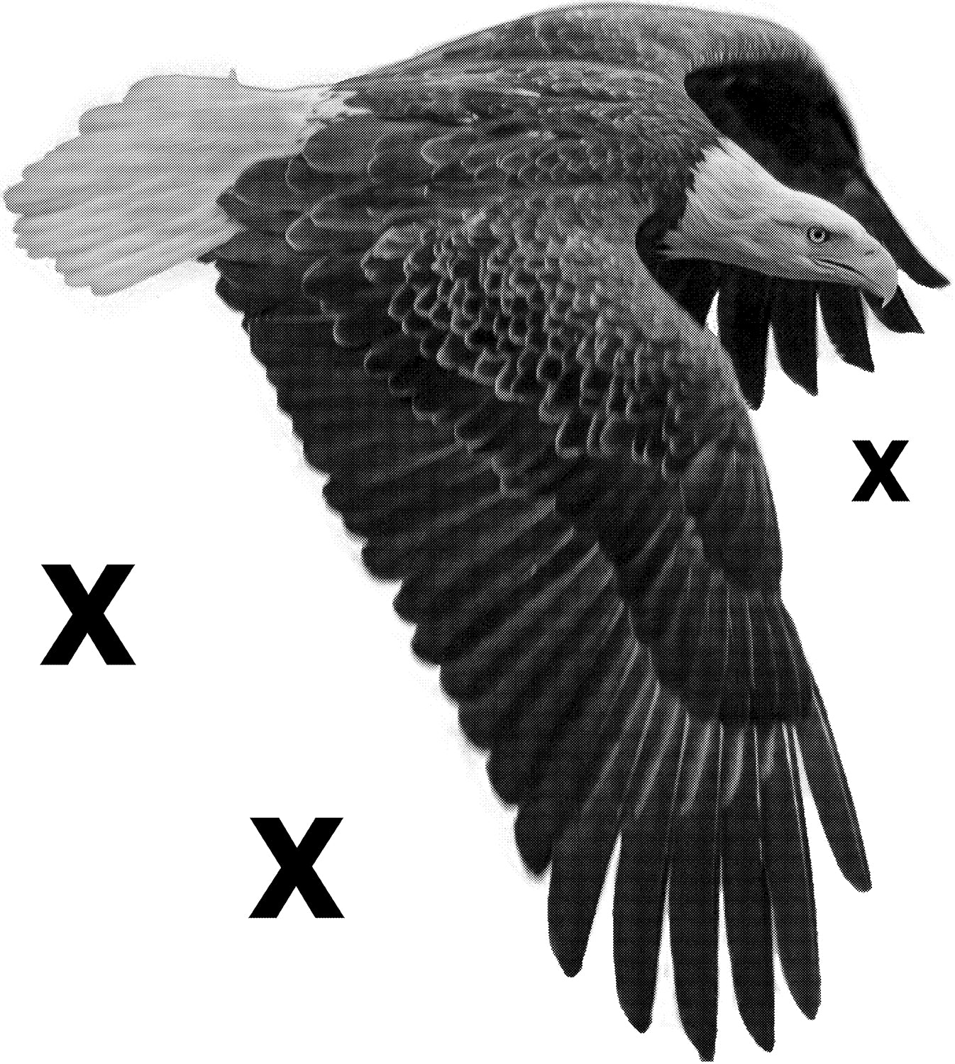 Bald eagle in mid flight - realistic High Detail Airbrush stencil HD stencils