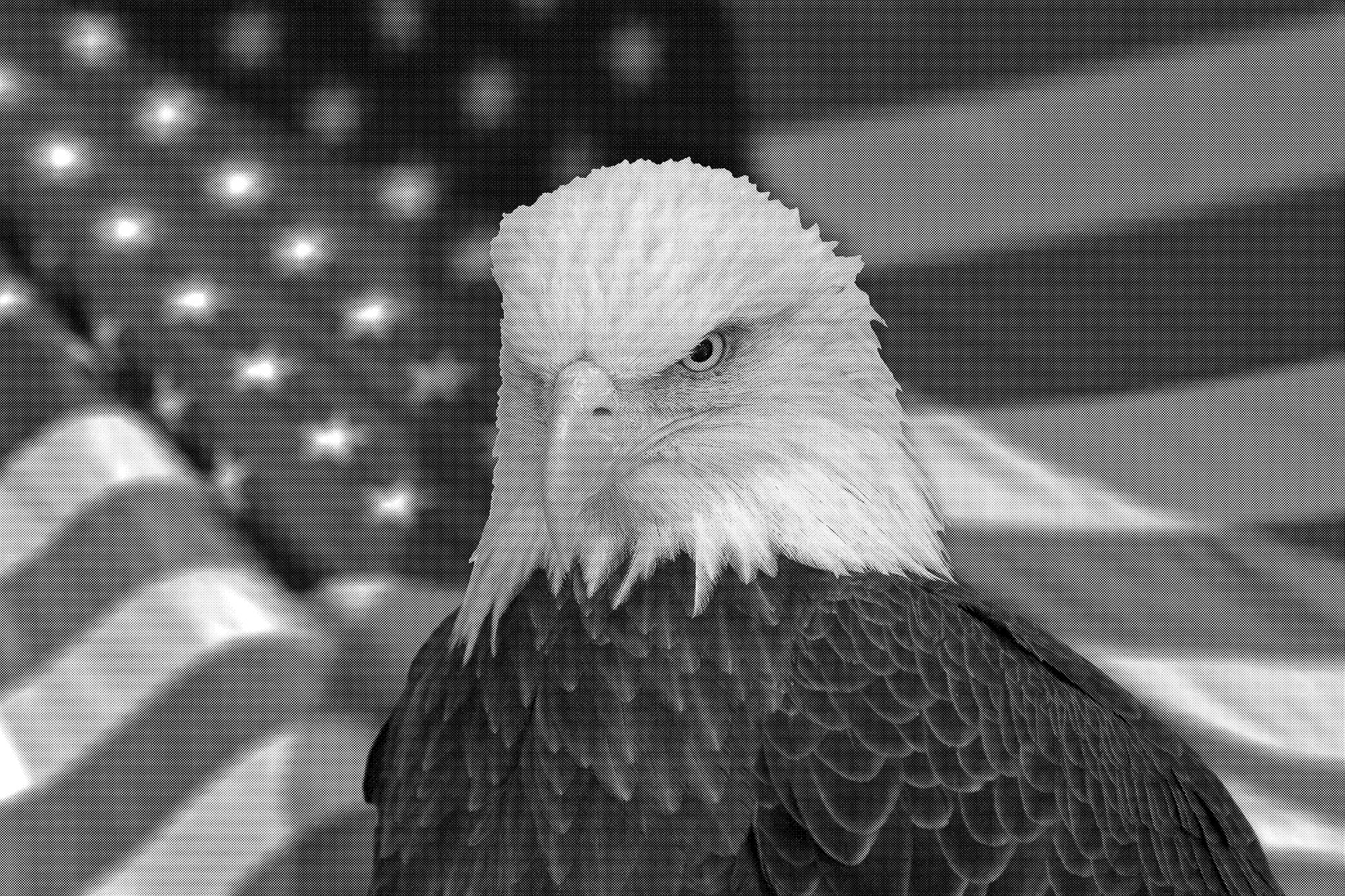 Serious bald eagle with american flag out of focus - Airbrush stencil