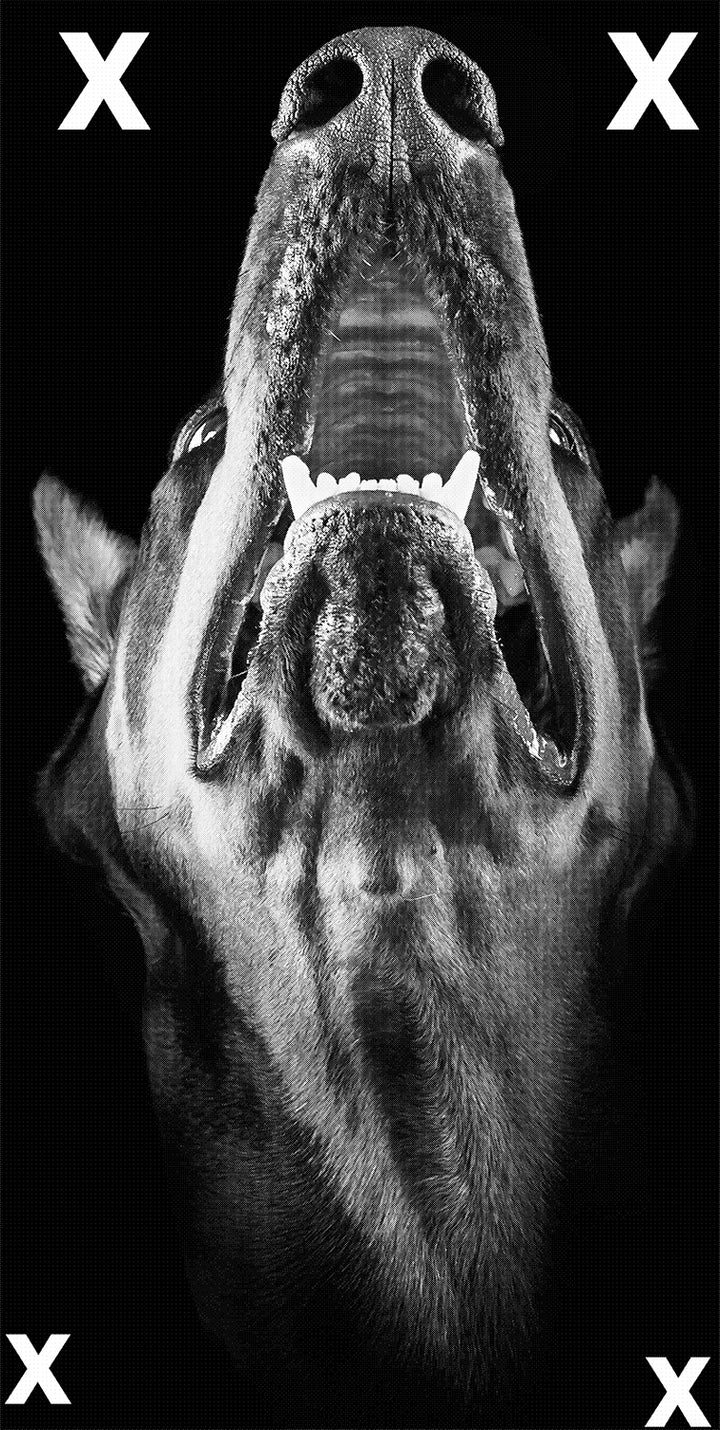 Closeup portrait of an aggressive Doberman Pinscher Dog - High Detail Airbrush stencil HD stencilsTemplate