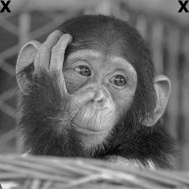 Cute baby monkey portrait - Chimpanzee face - High Detail Airbrush stencil HD stencils 
