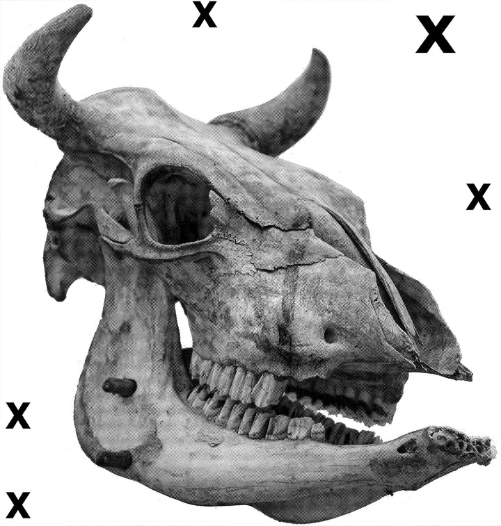 Horned bull skull - Airbrush Stencil