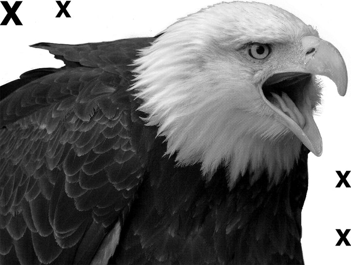 Isolated serious bald eagle- symbol of stregnth and indepence - Airbrush stencil