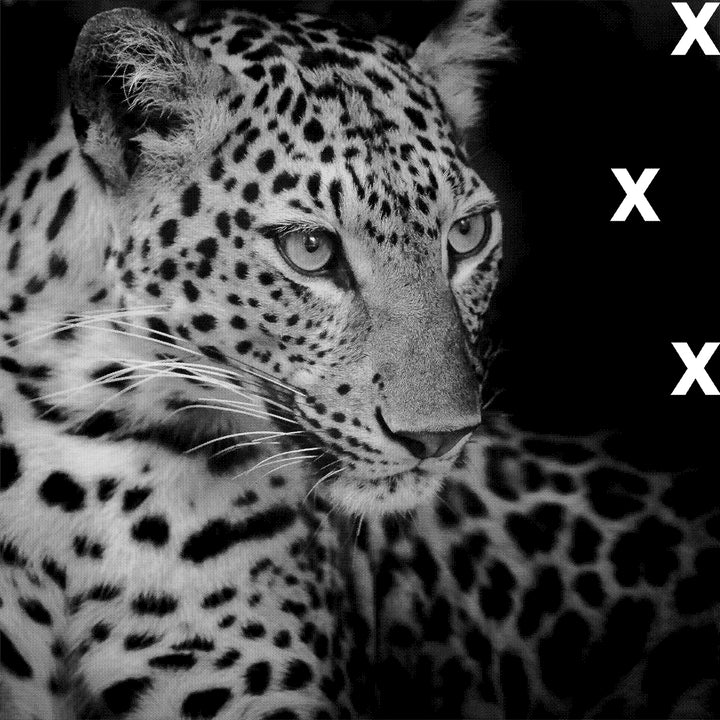 White leopard on black background - HD Airbrush stencil - High Detail stencil