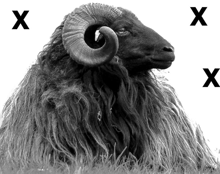 Ram with curly horns laying down - Airbrush Stencil