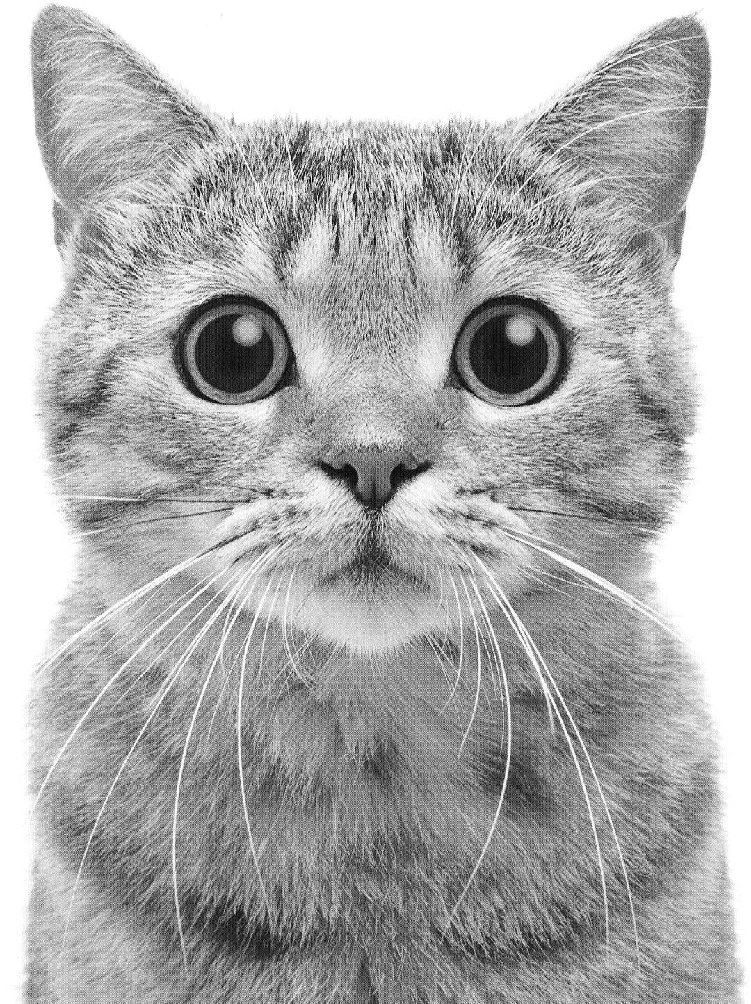 Portrait of a surprised  Scottish Straight Cat- Airbrushing Stencil