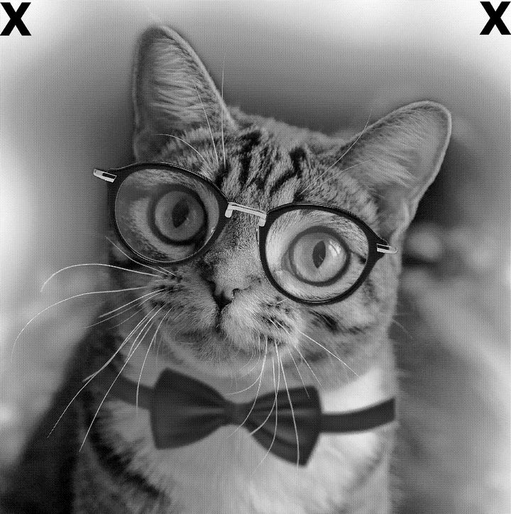 Scientist gentleman cat with glasses - Airbrush Stencil