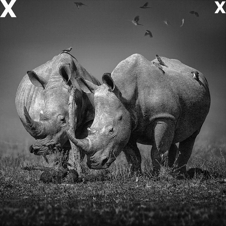 Two white Rhinoceros in the field with birds flying - Airbrush Stencils 