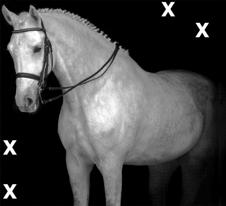 White horse portrait in dressage bridle isolated on black background - Airbrush Stencil