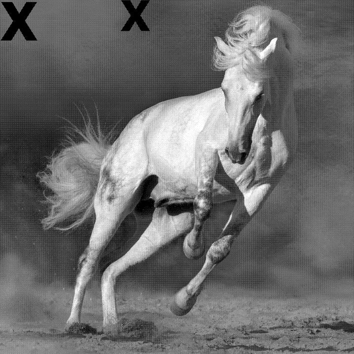 White horse running free in desert sand storm - Airbrush Stencil