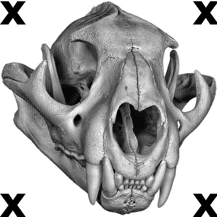 High Detail Airbrush stencil HD stencils Cougar skull with bone texture