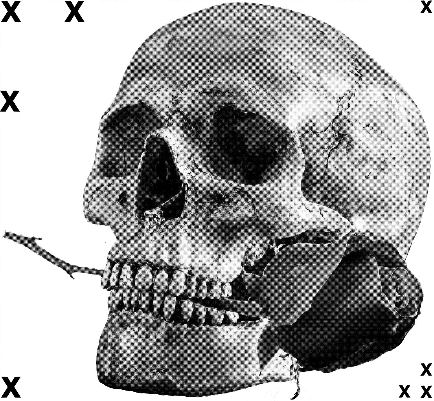 human skull with red rose - airbrush stencils from multi layer stencil .com