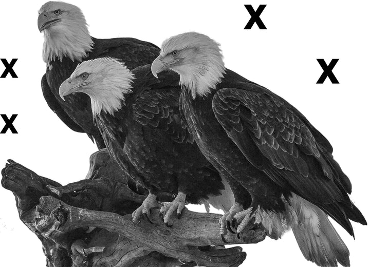 Three American bald eagles perch on tree snag - Airbrush stencil